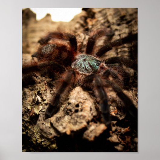 Caribena Versicolor Pink Tarantula Poster (Voorkant)