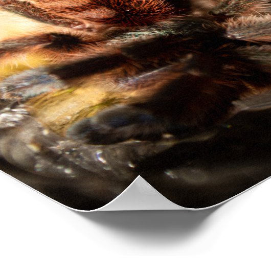 Caribena Versicolor Pink Tarantula Poster (Hoek)