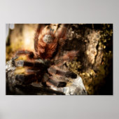 Caribena Versicolor Pink Tarantula Poster (Voorkant)
