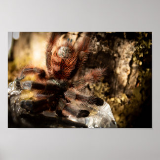 Caribena Versicolor Pink Tarantula Poster