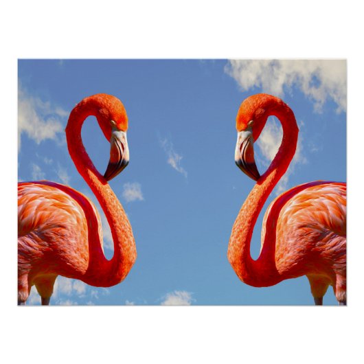 Caribisch flamingopaar perfect poster (Voorkant)