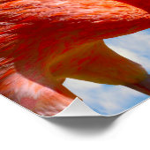 Caribisch flamingopaar perfect poster (Hoek)