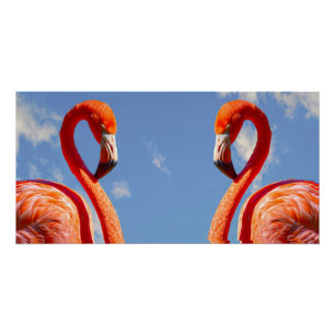Caribisch flamingopaar perfect poster