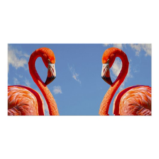 Caribisch flamingopaar perfect poster (Voorkant)