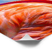 Caribisch flamingopaar perfect poster (Hoek)
