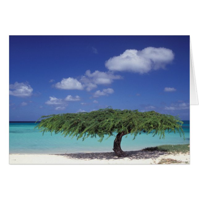 Caribisch gebied, Aruba. Eagle Beach (Voorkant Horizontaal)
