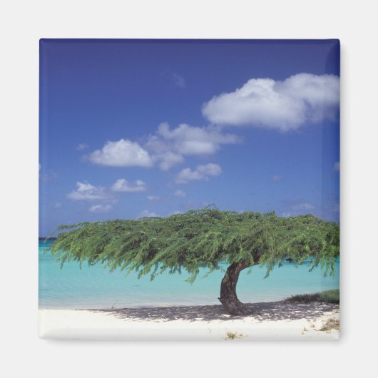 Caribisch gebied, Aruba. Eagle Beach Magneet (Voorkant)