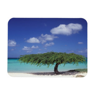 Caribisch gebied, Aruba. Eagle Beach Magneet