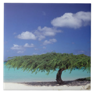 Caribisch gebied, Aruba. Eagle Beach Tegeltje