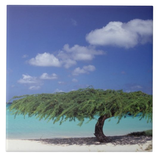 Caribisch gebied, Aruba. Eagle Beach Tegeltje (Voorkant)