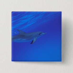 Caribisch gebied, Bahama's gevlekte dolfijn Vierkante Button 5,1 Cm