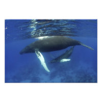 Caribisch gebied, Greater Antilles archipel,