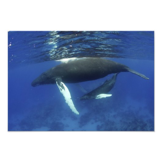 Caribisch gebied, Greater Antilles archipel, Foto Afdruk (Voorkant)