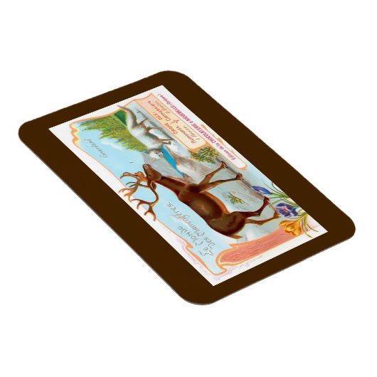  Caribisch gebied (rendieren) en Arctische vos Magneet (Rechterzijde)