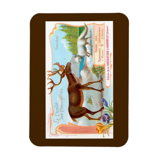  Caribisch gebied (rendieren) en Arctische vos Magneet (Verticaal)