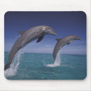 Caribisch gebied, Tuimelaars Tursiops Muismat