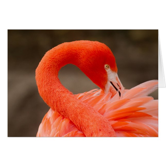 caribische flamingo (Voorkant Horizontaal)