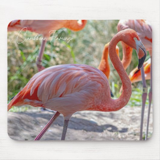 Caribische Flamingo Muismat (Voorkant)