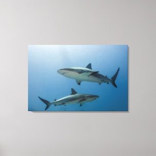 Caribische rifhaai canvas afdruk