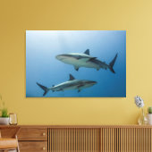 Caribische rifhaai canvas afdruk (Insitu (Woonkamer))