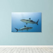 Caribische rifhaai canvas afdruk (Insitu (Houten vloer))