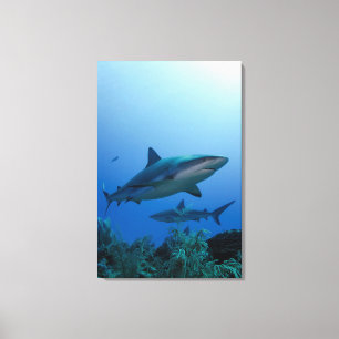 Caribische rifhaai Jardines de la Reina Canvas Afdruk