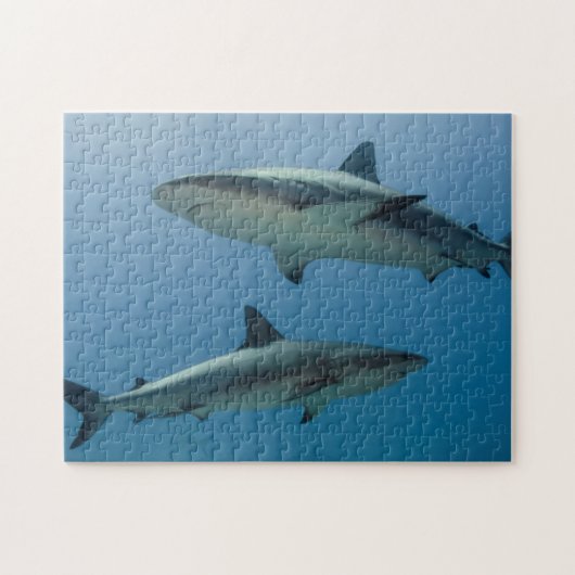 Caribische rifhaai legpuzzel (Horizontaal)