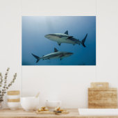 Caribische rifhaai poster (Keuken)