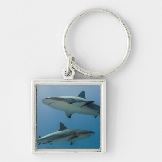 Caribische rifhaai sleutelhanger (Voorkant)