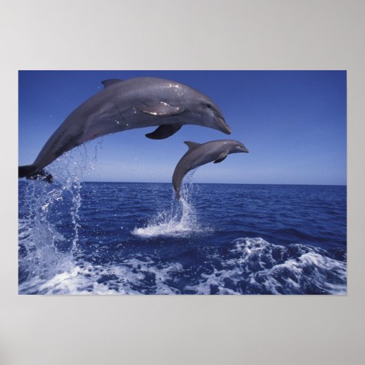 Caribische, tuimelaars poster (Voorkant)
