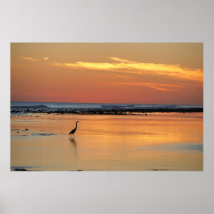 Caribische Zonsondergang Reiger Glanzende Poster