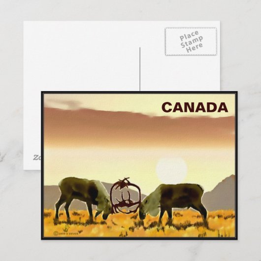 Caribou Duel - Canada Briefkaart (Voorkant / Achterkant)