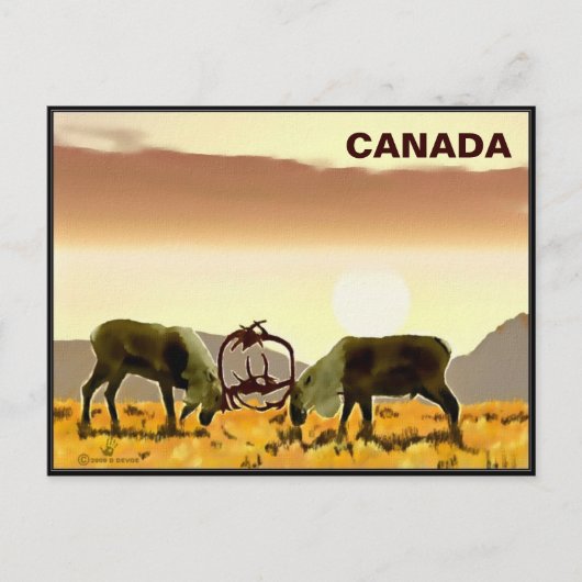 Caribou Duel - Canada Briefkaart (Voorkant)