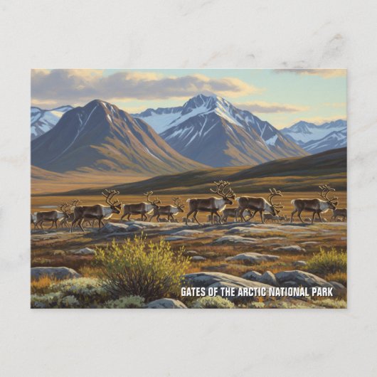 Caribou in de poorten van het Arctic National Park Briefkaart (Voorkant)