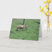 "Caribou" Wenskaart Beterschap Kaart (Gele Bloem)