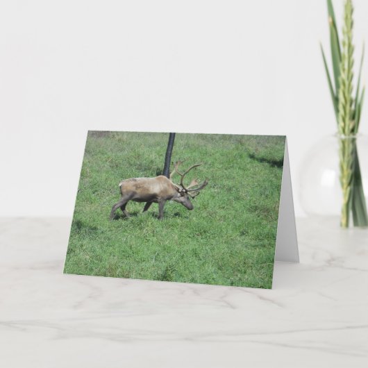 "Caribou" Wenskaart Beterschap Kaart (Voorkant)