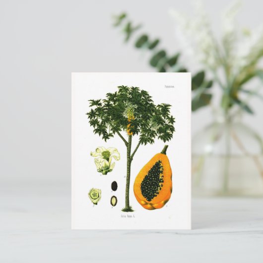 Carica papaya (Papaya) Briefkaart (Staand voorkant)