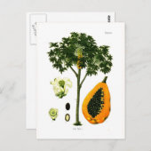 Carica papaya (Papaya) Briefkaart (Voorkant / Achterkant)