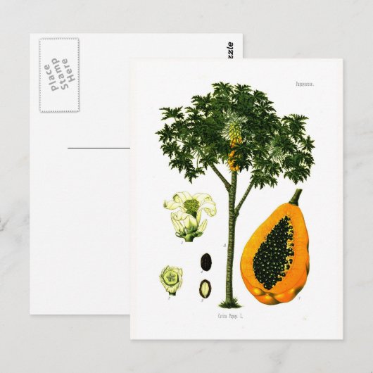 Carica papaya (Papaya) Briefkaart (Voorkant / Achterkant)