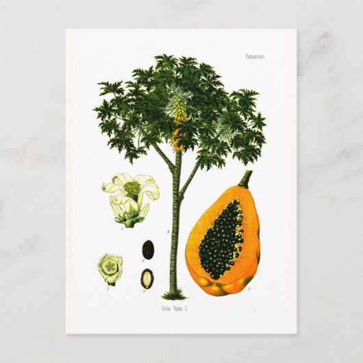 Carica papaya (Papaya) Briefkaart (Voorkant)