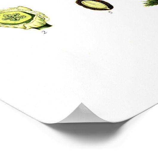 Carica papaya (Papaya) Poster (Hoek)