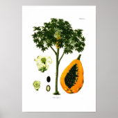 Carica papaya (Papaya) Poster (Voorkant)