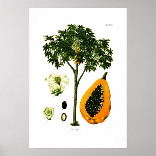Carica papaya (Papaya) Poster (Voorkant)