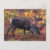 Cariou Art Briefkaart (Voorkant)