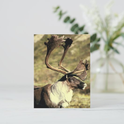 Cariou Briefkaart (Staand voorkant)