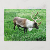 Cariou Briefkaart (Voorkant)