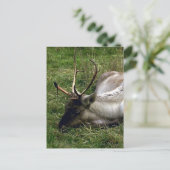 Cariou Briefkaart (Staand voorkant)