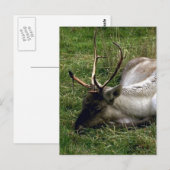 Cariou Briefkaart (Voorkant / Achterkant)