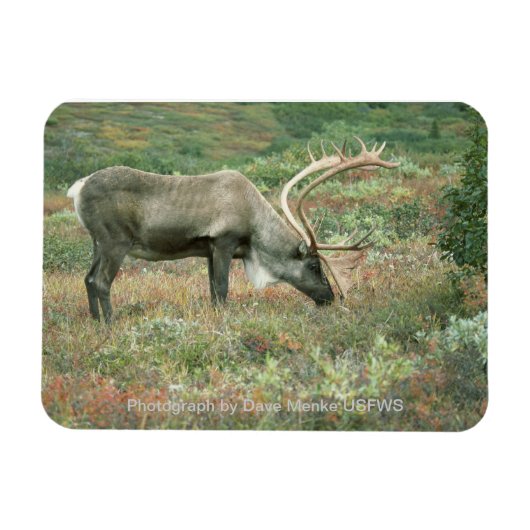 Cariou Buck Grazing Magnet Magneet (Horizontaal)