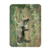 Cariou Buck Grazing Magnet Magneet (Verticaal)